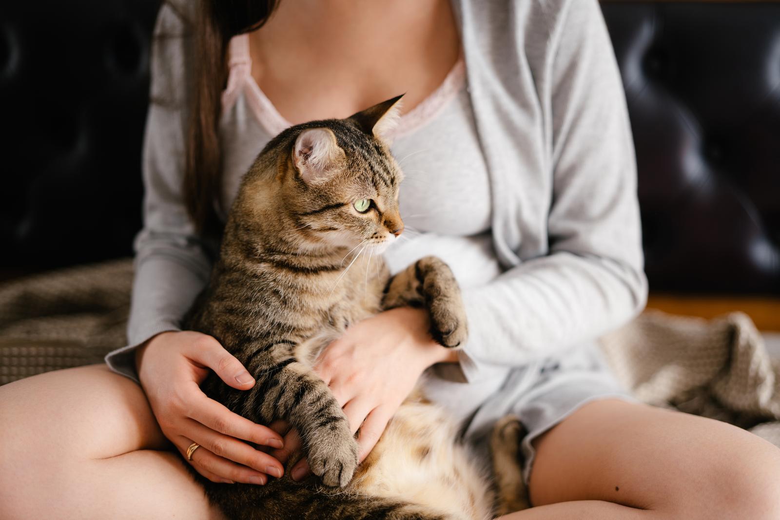 Schwanger Und Katzen Darauf Sollten Sie Achten