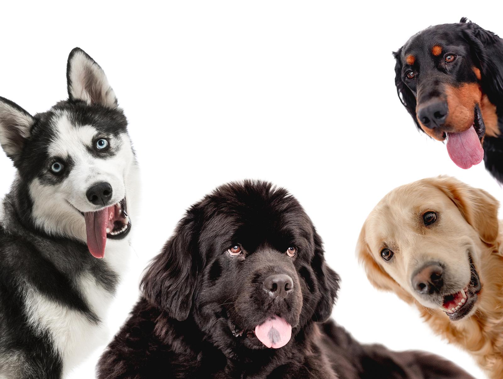 Tiermarkt Hunde Alle Fakten im Überblick